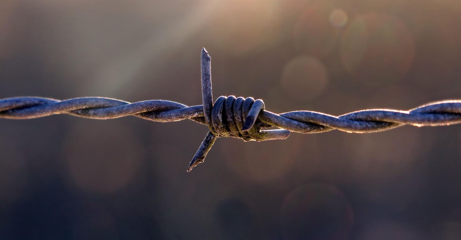 Barbed Wire Close-Up